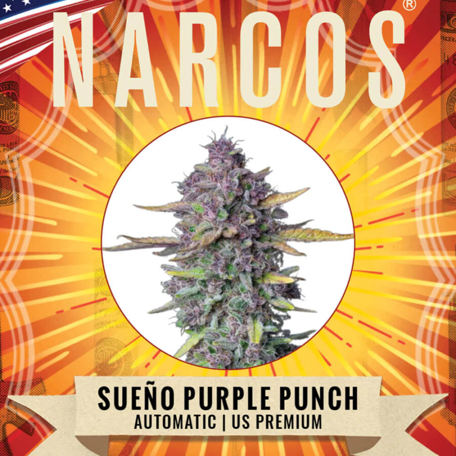 Narcos Sueño Purple Punch Autofloraison (Pack de 3 graines)