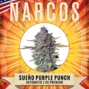 Narcos Sueño Purple Punch Autofloraison (Pack de 5 graines)