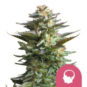Royal Queen Seeds Amnesia Haze graines de cannabis feminisées (paquet de 3 graines)