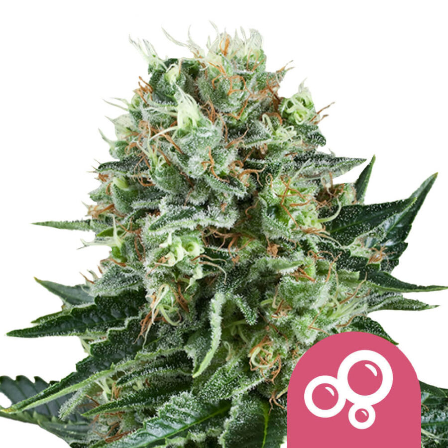 Royal Queen Seeds Bubble Kush graines de cannabis feminisées (paquet de 5 graines)