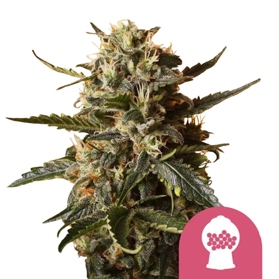 Royal Queen Seeds Bubblegum XL graines de cannabis feminisées (paquet de 3 graines)