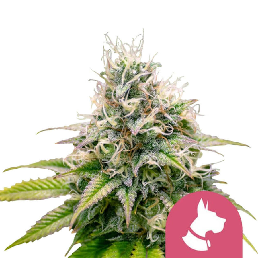 Royal Queen Seeds Kali Dog graines de cannabis feminisées (paquet de 5 graines)