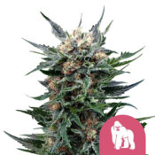 Royal Queen Seeds Mother Gorilla graines de cannabis feminisées (paquet de 5 graines)