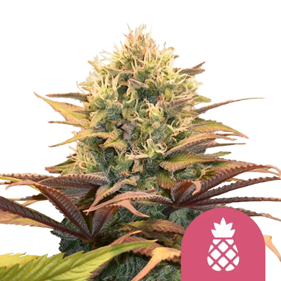 Royal Queen Seeds Pineapple Kush graines de cannabis feminisées (paquet de 3 graines)