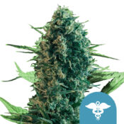 Royal Queen Seeds Royal Medic CBD graines de cannabis (paquet de 3 graines)