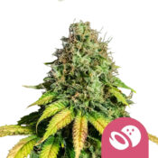 Royal Queen Seeds Somango XL graines de cannabis feminisées (paquet de 5 graines)