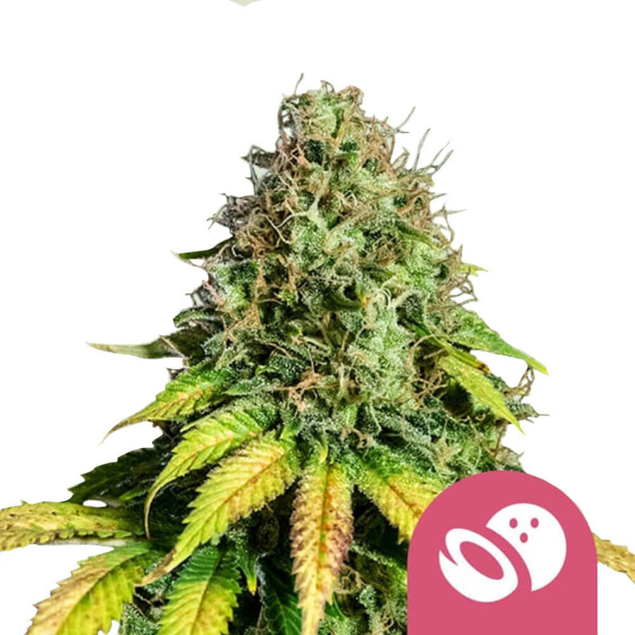 Royal Queen Seeds Somango XL graines de cannabis feminisées (paquet de 3 graines)