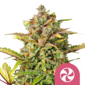 Royal Queen Seeds Sweet ZZ graines de cannabis feminisées (paquet de 3 graines)