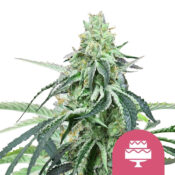 Royal Queen Seeds Wedding Gelato graines de cannabis feminisées (paquet de 3 graines)