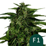 Royal Queen Seeds Apollo F1 graines de cannabis autofloraison (paquet de 5 graines)