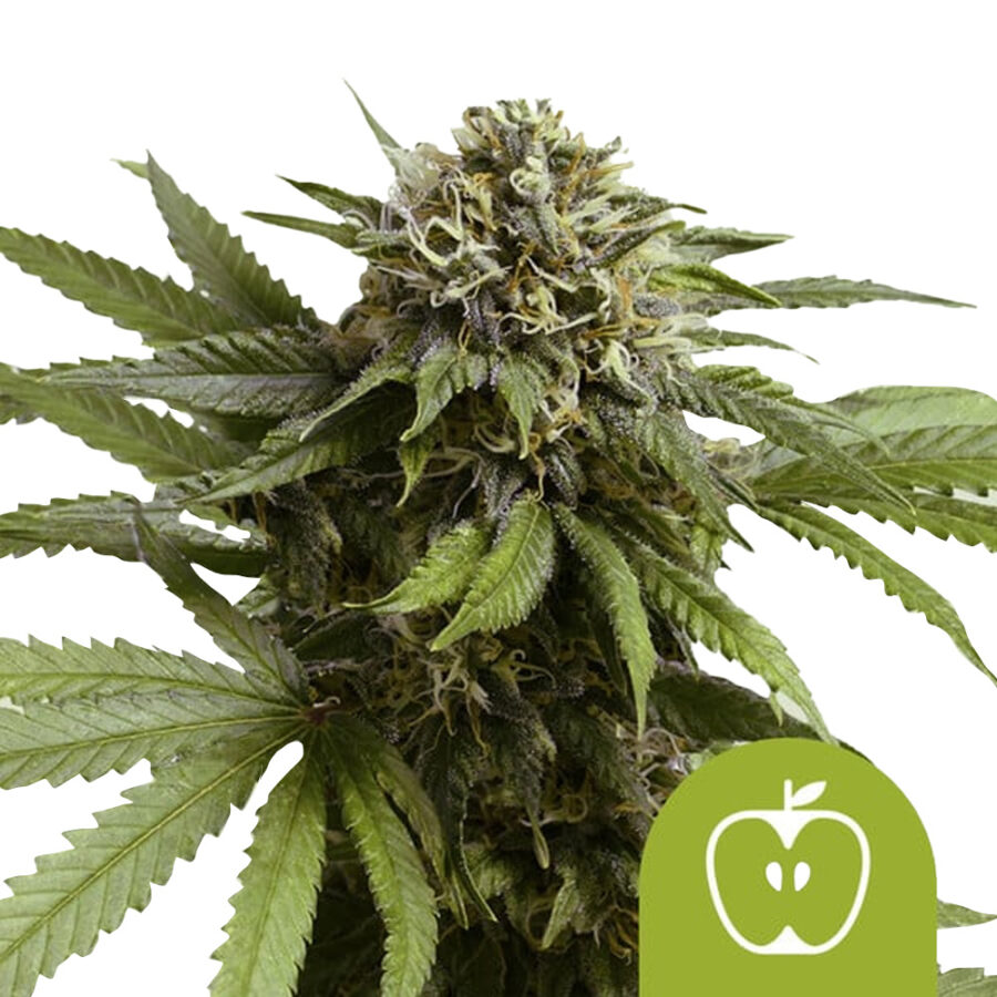 Royal Queen Seeds Apple Fritter Auto graines de cannabis autofloraison (paquet de 3 graines)