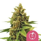 Royal Queen Seeds Apple Fritter graines de cannabis feminisées (paquet de 3 graines)