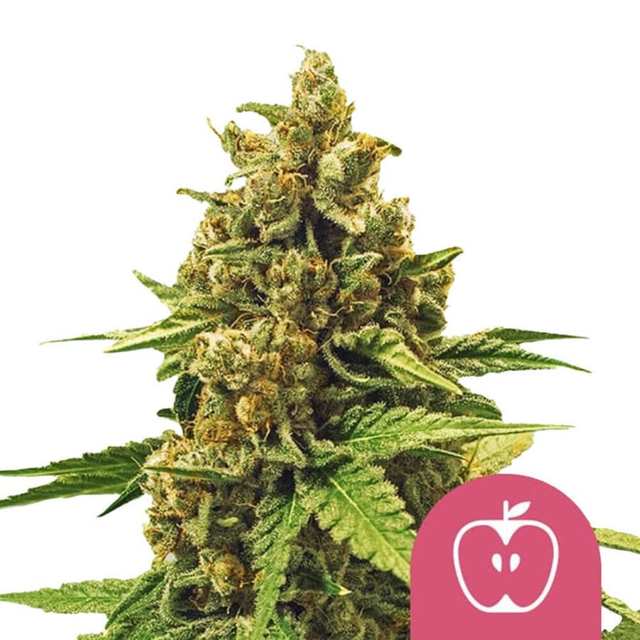 Royal Queen Seeds Apple Fritter graines de cannabis feminisées (paquet de 5 graines)