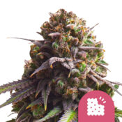 Royal Queen Seeds Biscotti graines de cannabis feminisées (paquet de 3 graines)