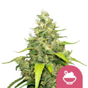 Royal Queen Seeds Blue Gelato graines de cannabis feminisées (paquet de 3 graines)