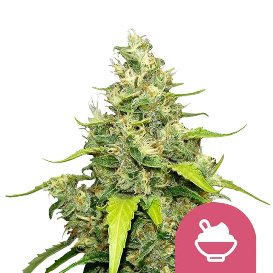 Royal Queen Seeds Blue Gelato graines de cannabis feminisées (paquet de 3 graines)