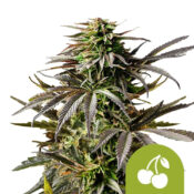 Royal Queen Seeds Cherry Pie Auto graines de cannabis autofloraison (paquet de 5 graines)