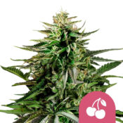 Royal Queen Seeds Cherry Pie graines de cannabis feminisées (paquet de 3 graines)