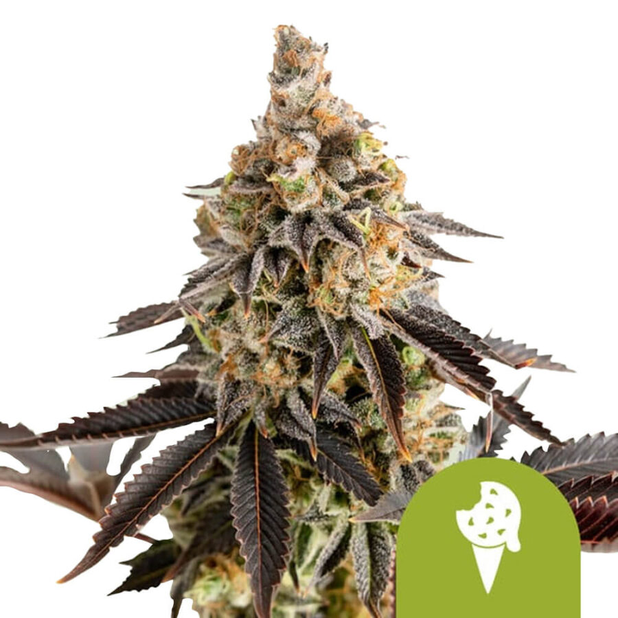 Royal Queen Seeds Cookies Gelato Auto graines de cannabis autofloraison (paquet de 3 graines)