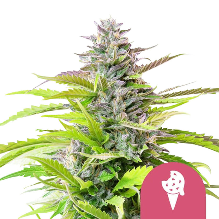 Royal Queen Seeds Cookies Gelato graines de cannabis feminisées (paquet de 3 graines)