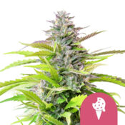 Royal Queen Seeds Cookies Gelato graines de cannabis feminisées (paquet de 5 graines)