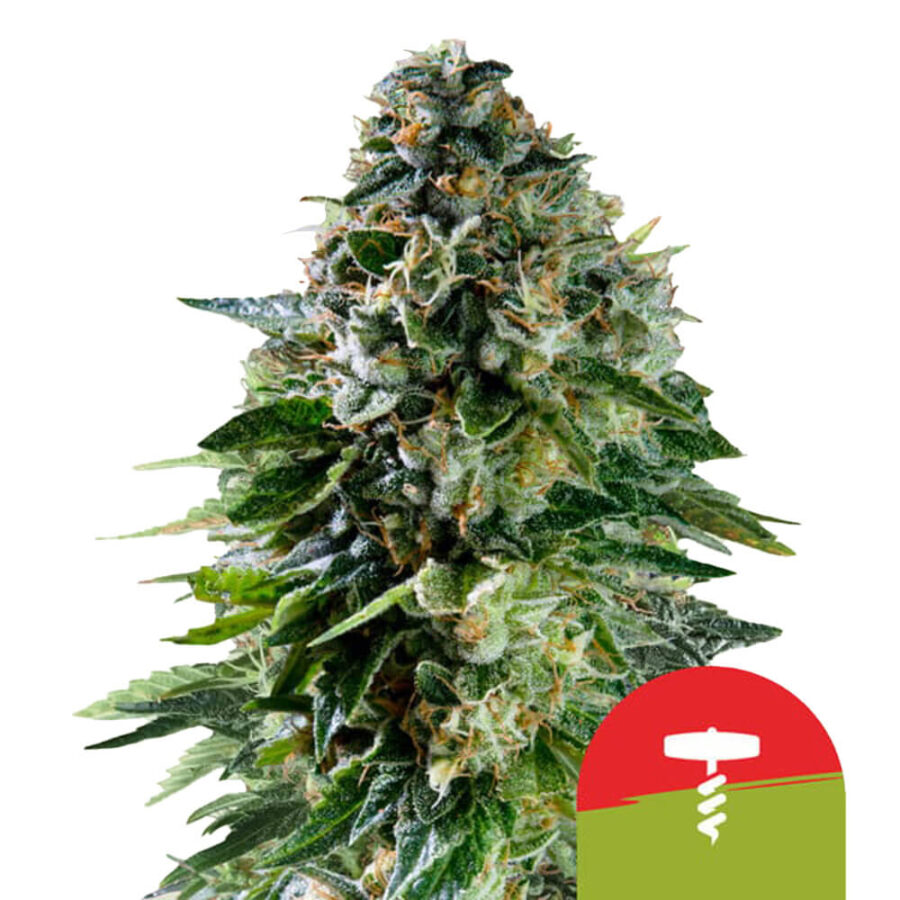 Royal Queen Seeds x Tyson 2.0 Corkscrew Auto graines de cannabis autofloraison (paquet de 3 graines)