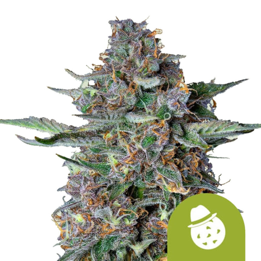 Royal Queen Seeds Do-si-dos Auto graines de cannabis autofloraison (paquet de 3 graines)