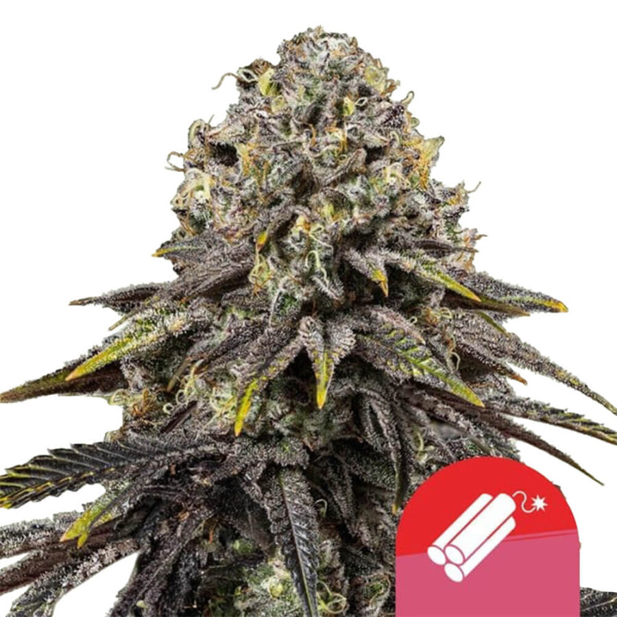 Royal Queen Seeds x Tyson 2.0 Dynamite Diesel graines de cannabis feminisées (paquet de 3 graines)