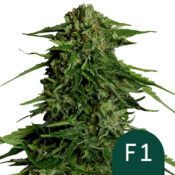Royal Queen Seeds Epsilon F1 graines de cannabis autofloraison (paquet de 5 graines)