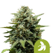 Royal Queen Seeds Fat Banana Auto graines de cannabis autofloraison (paquet de 3 graines)