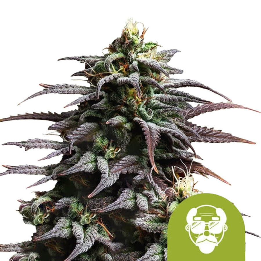 Royal Queen Seeds Granddaddy Purple Auto graines de cannabis autofloraison (paquet de 5 graines)