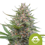 Royal Queen Seeds Grape Ape Auto graines de cannabis autofloraison (paquet de 5 graines)