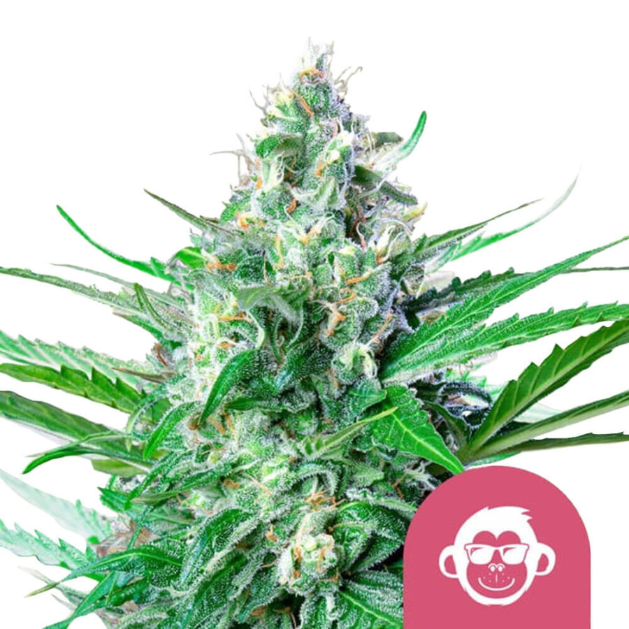 Royal Queen Seeds Grape Ape graines de cannabis feminisées (paquet de 3 graines)