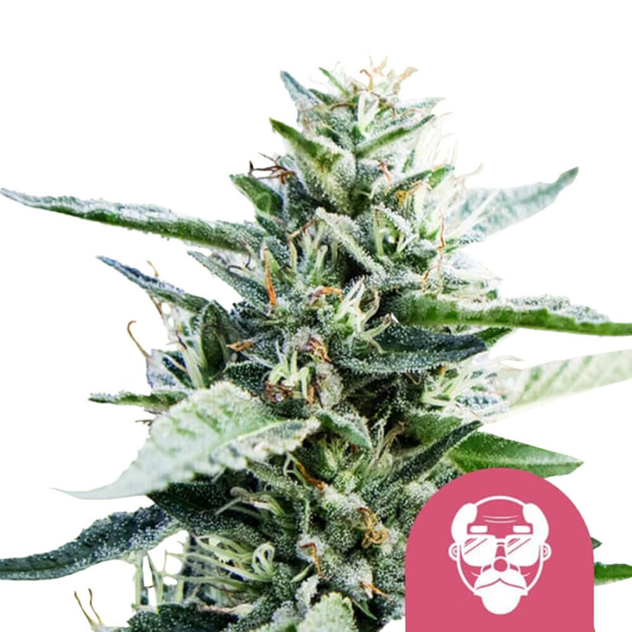 Royal Queen Seeds Granddaddy Purple graines de cannabis feminisées (paquet de 5 graines)