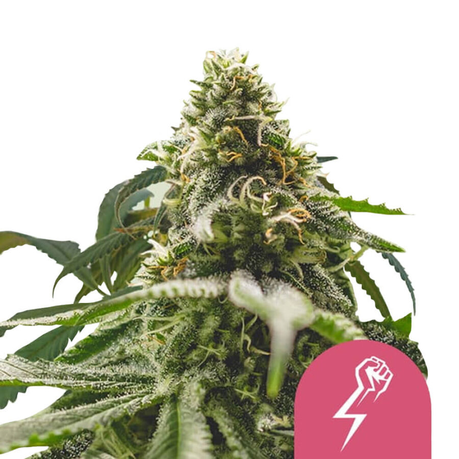 Royal Queen Seeds Green Crack Punch graines de cannabis feminisées (paquet de 3 graines)