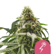 Royal Queen Seeds Green Crack Punch graines de cannabis feminisées (paquet de 5 graines)