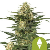 Royal Queen Seeds Green Gelato Auto graines de cannabis autofloraison (paquet de 3 graines)