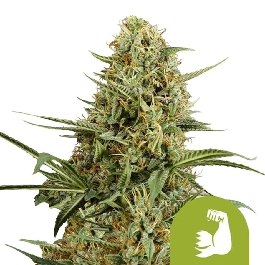 Royal Queen Seeds Hulkberry Automatic graines de cannabis autofloraison (paquet de 3 graines)