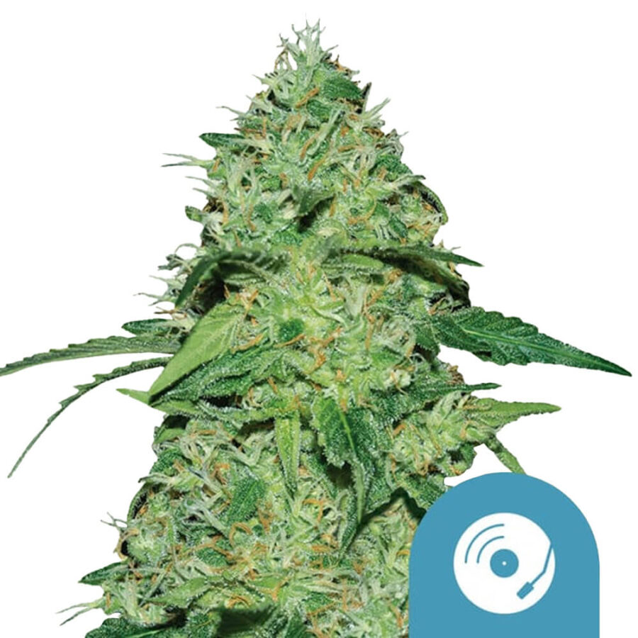 Royal Queen Seeds Joanne's CBD graines de cannabis (paquet de 3 graines)