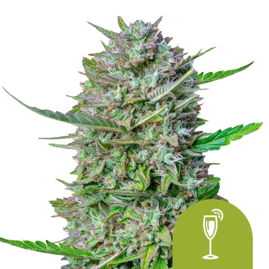 Royal Queen Seeds Mimosa Auto graines de cannabis autofloraison (paquet de 5 graines)