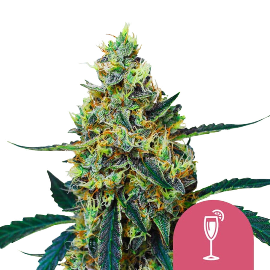 Royal Queen Seeds Mimosa graines de cannabis feminisées (paquet de 3 graines)