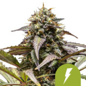 Royal Queen Seeds North Thunderfuck graines de cannabis autofloraison (paquet de 3 graines)