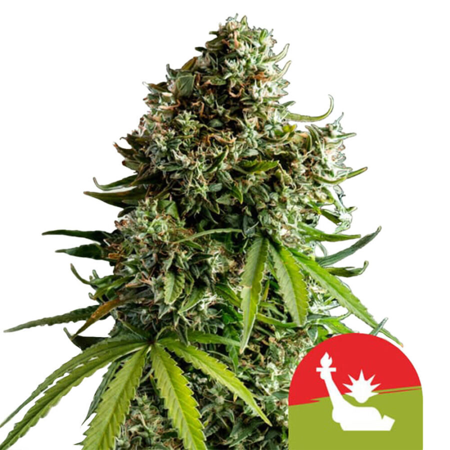 Royal Queen Seeds x Tyson 2.0 NYC Sour D Auto graines de cannabis autofloraison (paquet de 3 graines)