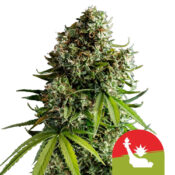 Royal Queen Seeds x Tyson 2.0 NYC Sour D Auto graines de cannabis autofloraison (paquet de 5 graines)