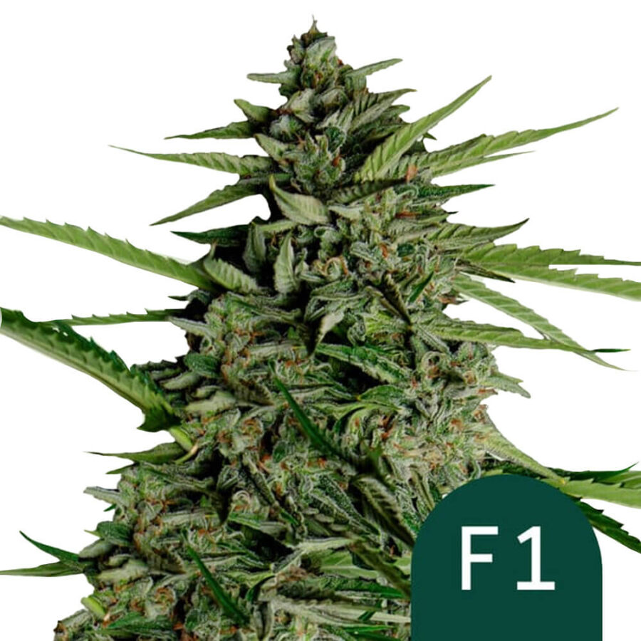 Royal Queen Seeds Orion F1 graines de cannabis autofloraison (paquet de 5 graines)