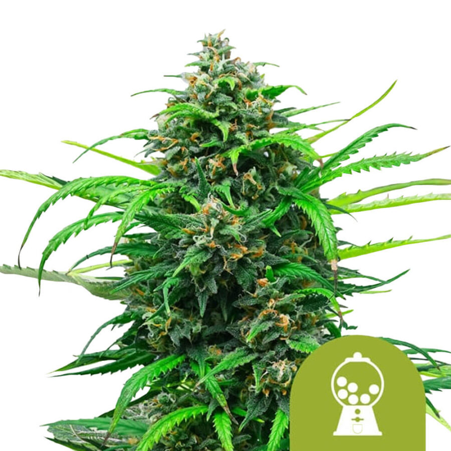 Royal Queen Seeds Pink Runtz Auto graines de cannabis autofloraison (paquet de 5 graines)