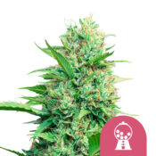 Royal Queen Seeds Pink Runtz graines de cannabis feminisées (paquet de 5 graines)