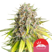 Royal Queen Seeds x Tyson 2.0 Punch Pie graines de cannabis feminisées (paquet de 3 graines)