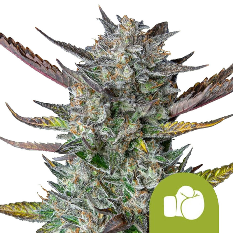 Royal Queen Seeds Purple Punch Auto graines de cannabis autofloraison (paquet de 3 graines)