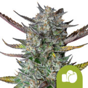 Royal Queen Seeds Purple Punch Auto graines de cannabis autofloraison (paquet de 5 graines)